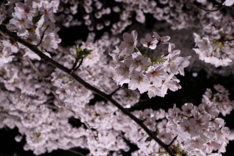 sakura-nogawa2015-chofu