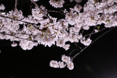 sakura-nogawa2015-chofu01