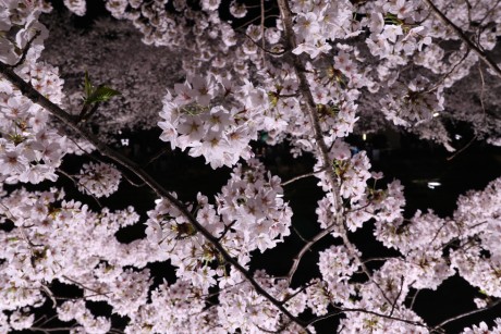 sakura-nogawa2015-chofu02