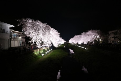 野川の桜ライトアップ2015 【調布市】動画あり（7D MARK Ⅱ）