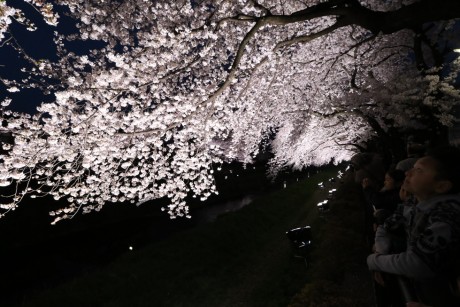 sakura-nogawa2015-chofu04